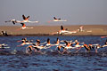 Greater Flamingos flying. Walvis Bay
