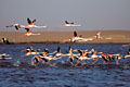 Envol de flamants roses. Lagune de Walvis Bay. Namibie