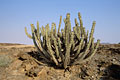 Faux cactus extrmement toxique / Damaraland