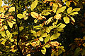 Fall colours on Chestnut leaves