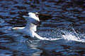 Gannet  Take-off