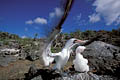 Masked Booby and chick. Genovesa