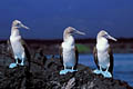 Blue-Footed Boobies