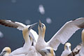 Gannet. Courtship Display