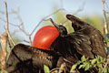 Great Fregatebird / male, Courtship Display