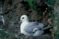 Fulmar glacial et son jeune