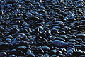 Low Tide on a Pebble Beach