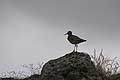 RedShank at dusk