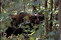 Gaur, or indian bison
