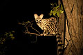 Genette la nuit dans un Mopane.