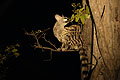 Genette tachet dans un Mopane la nuit