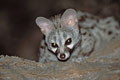 Genet, during the night in a tree