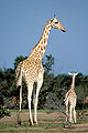 Girafe adulte et jeune
