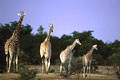 Famille girafe du dsert