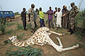 Dead Giraffe, poached near a village