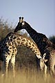 Girafes : simulacre de joutes entre jeunes males