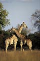 Young males Giraffes