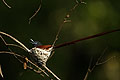 African Paradise Fly-Catcher nesting. Male.