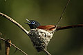 African Paradise-Flycatcher, male, nesting