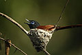 Gobemouche du Paradis, Delta de l'Okavango au Botswana