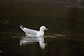 Herring Gull, catching a common green crab