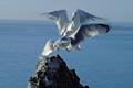 Herring Gulls