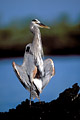 great Blue Heron. Sun-bath early in the morning