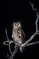 Verreaux's or Giant Eagle-Owl by night