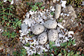 Ringed Plover's Nest on top of sand dunes.