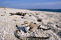 Kentish Plover. Nest on beach