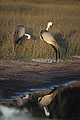 Couple de Grues caroncules