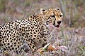 Cheetah : eating her prey