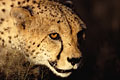 Cheetah, close-up