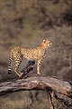 Cheetah, looking for a prey
