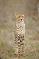 Cheetah, stand-by for hunting