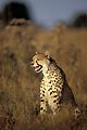 Cheetah, female calling her cubs still hiding in the grasses