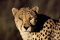 Cheetah Close-up