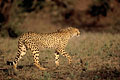 Cheetah, ready for hunting