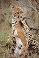 Cheetah with her kill : a steenbok