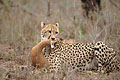Cheetah with her prey : a steenbok