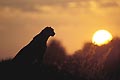 Cheetah, female on termite mound at sunset