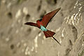 Carmine Bee-Eaters Colony