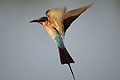 Southern Carmine Bee-Eater Flying in Okavango Delta