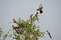 Southern Carmine Bee-Eaters in Okavango Delta