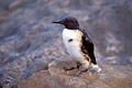 Guillemot de Trol mazout