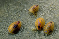 Mollusques minuscules (Helcions) sur un tapis de bryozoaires