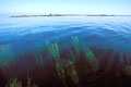 Seaweeds field / Low tide