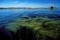 Thong-weed Field, Low Tide