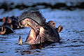 Hippo  yawning. Smiles for the picture !