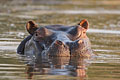 Hippo taking a bath